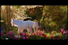 Heavenly Creatures (R1) Heavenly Creatures (R1)