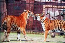 Tiikeriveljekset Tiikeriveljekset