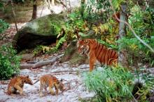 Tiikeriveljekset Tiikeriveljekset