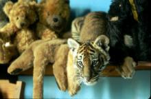 Tiikeriveljekset Tiikeriveljekset