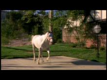 Summer of Fear Summer of Fear