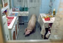 Tarinoita kulta-ajalta