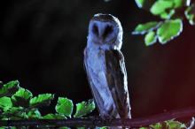 Fourth Kind, The Fourth Kind, The