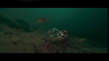 Piranha 3D (3D Blu-ray)