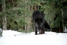 Grey, The - suden hetki